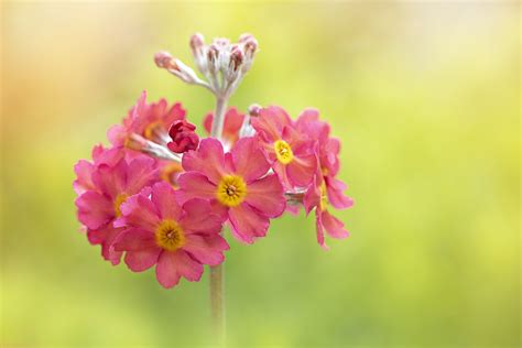 primrowe|The Ultimate Primrose Care Guide for Vivid Blooms .
